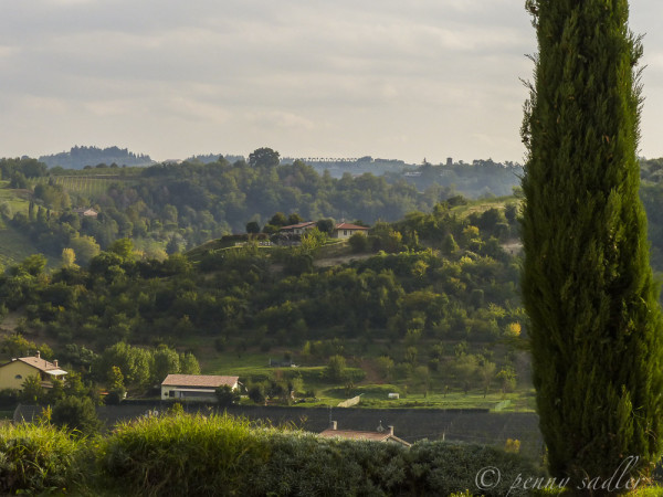 vineyard in Italy @PennySadler 2014