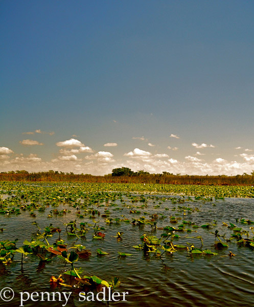 Florida Everglades