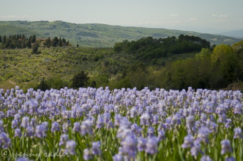purple irises in the hills of Tuscany near Lamole in Chianti