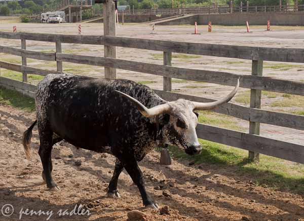 bull in the Ft Worth Stockyards Longhorn bull at the Fort Worth Stockyards