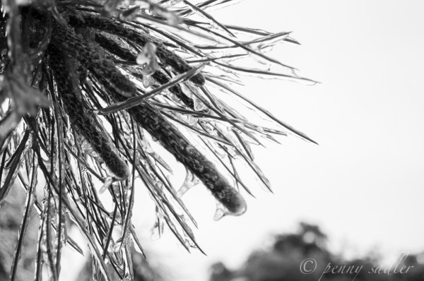 Winter comes to Dallas @PennySadler 2013