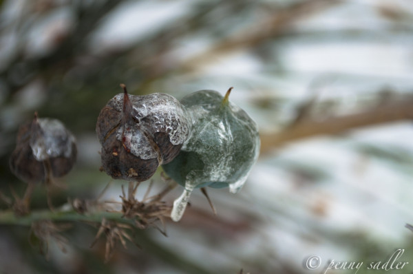 Yes We Have Winter in Dallas Texas @PennySadler 2013