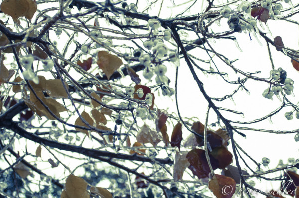 Yes WE Have Winter in Dallas @PennySadler 2013