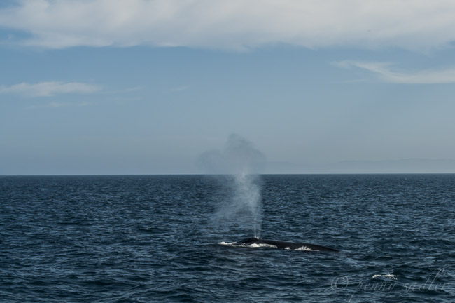 Whale watching in Long Beach California @PennySadler 2014