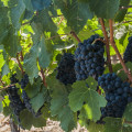 Exploring a Remarkable Winery: Refugio Ranch