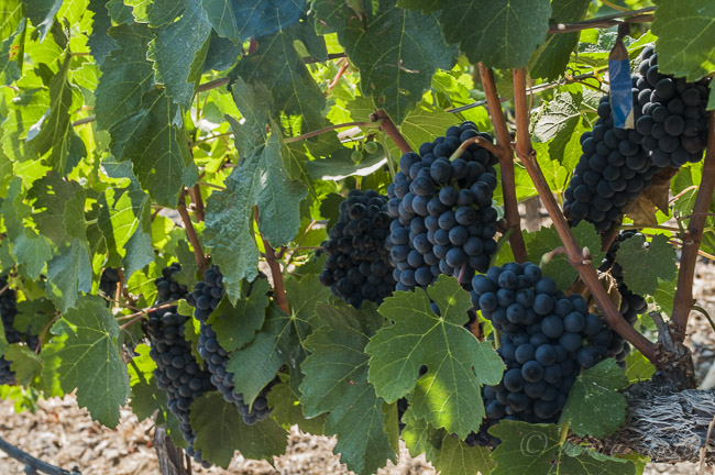 Exploring a Remarkable Winery: Refugio Ranch