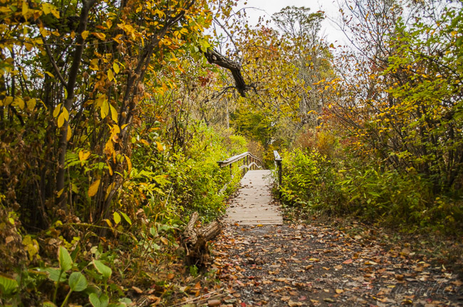 Pathway on the Saugherties Lighthouse Trail, NY.