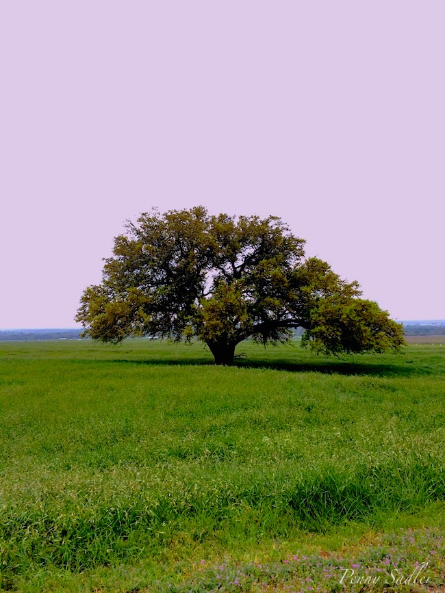 Visit the Texas Hill Country Now. @PennySadler 2015