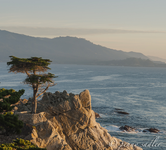 The Lone Cypress, from Adventures of a Carry-on