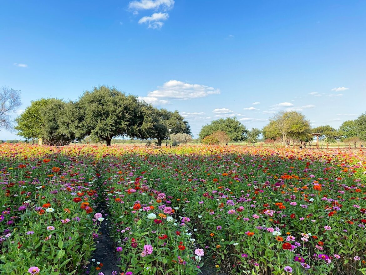 Wildseed Farm in Fredericksburg, Texas photo by Penny Sadler