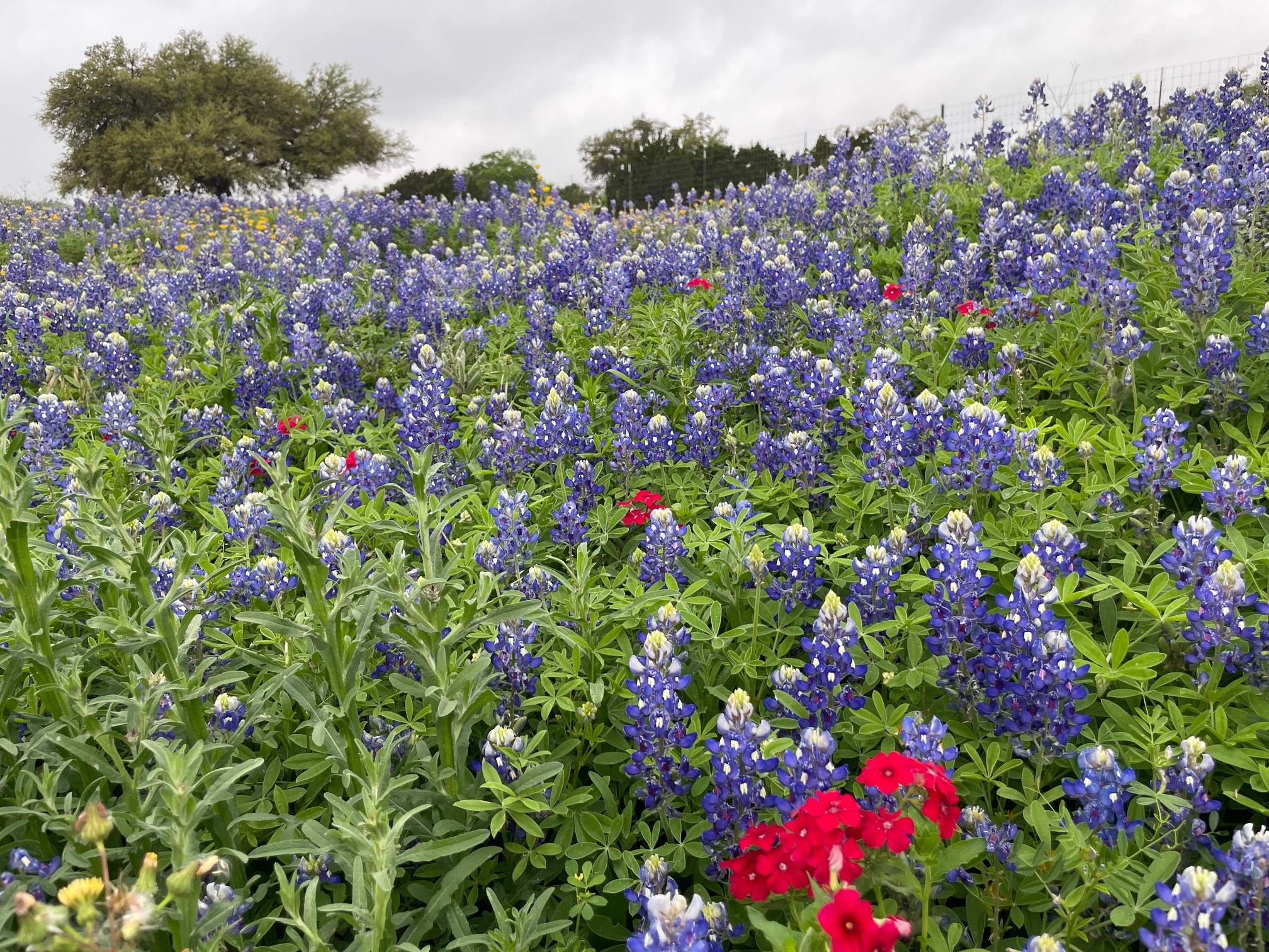 Bluebonnets near Fredericksburg, Tx.