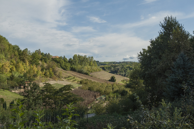 Truffle Hunting with Meet Piemonte, @PennySadler 2015