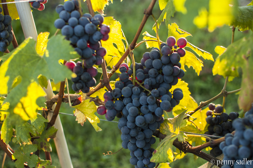 A beautiful wine tour francone @PennySadler 2015