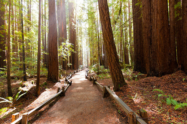 Armstrong Woods Reserve Sonoma California