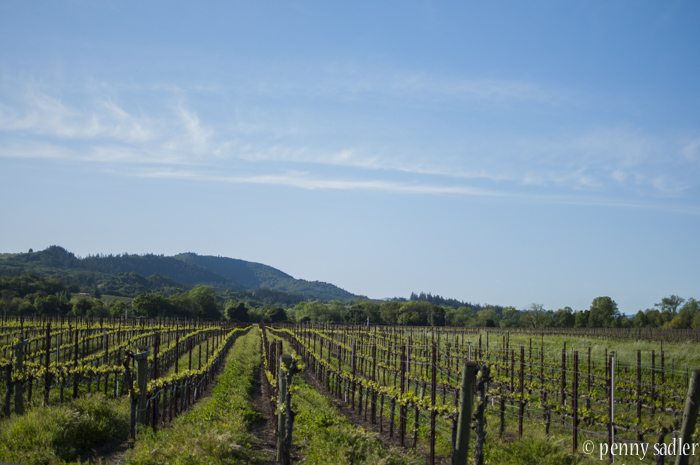 Vineyards in Sonoma County, California