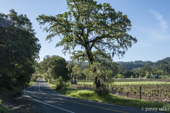 Alexander Valley @ Adventuresofcarryon.com