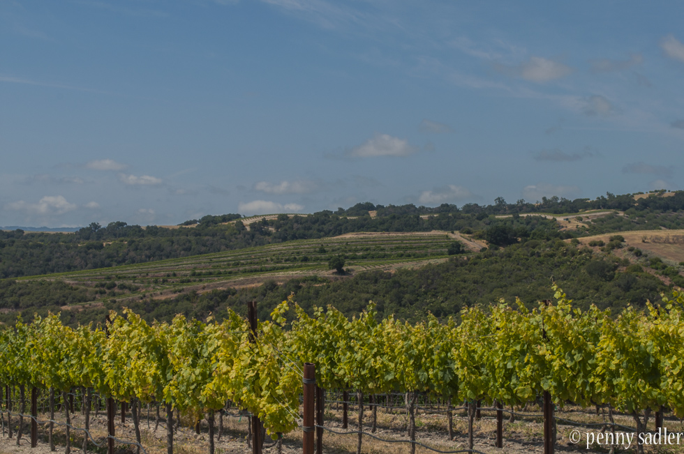 Wine Road Leads Lodi California