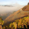 The consumers guide to the wines of Alsace