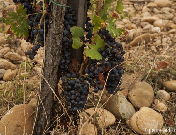 drinking the wine of the popes chateauneufdupape