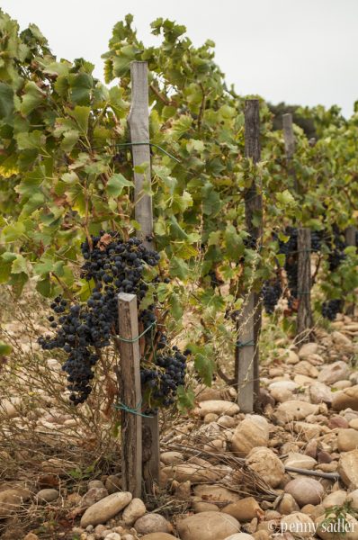 legacy popes chateauneuf du pape