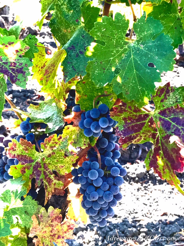 The Perfect Time To Visit Napa and Sonoma is now ©PennySadler 2017