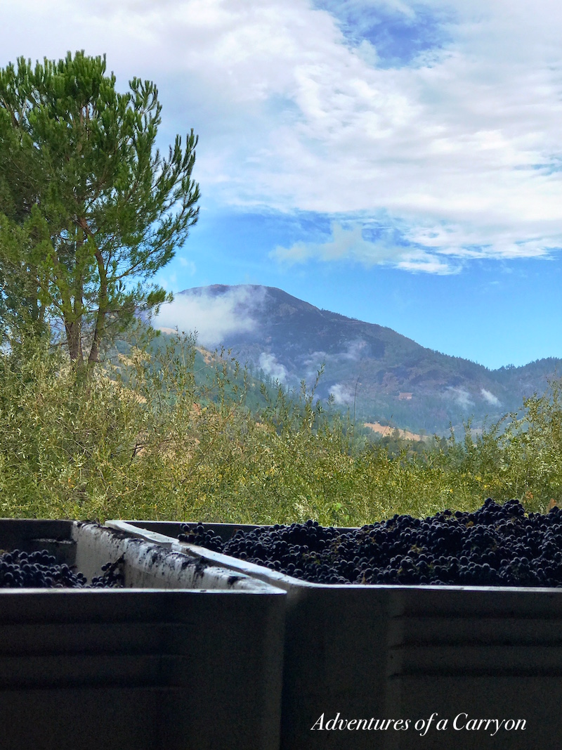 Why Visit America's #1 Vineyard Vincent Arroyo