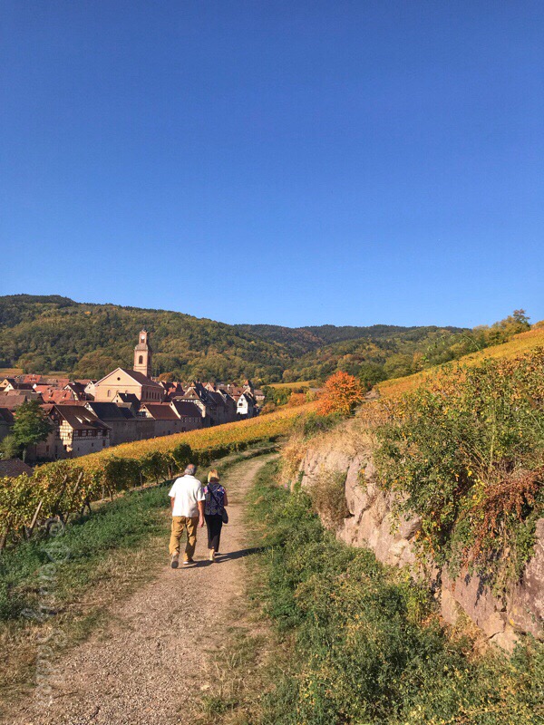 alsace wine trail from ribeauville, schoenenbourg vineyard