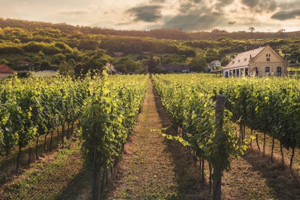 Wine tasting, the best of the Greek Islands