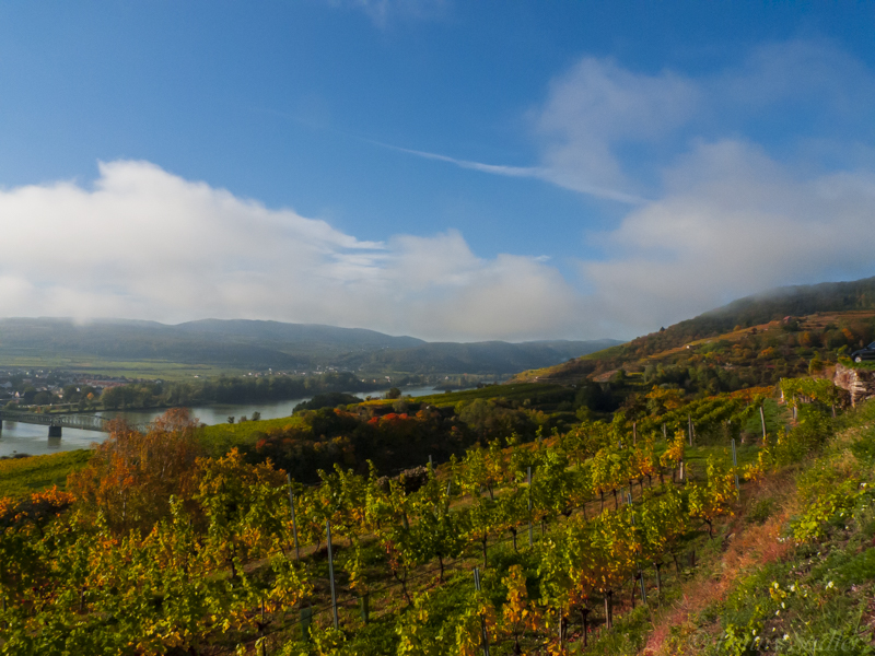 Vineyards near Krems, Austria