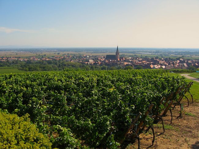 vineyards, Bergheim Alsace Domaine Deiss, from Delicious wine and recipes
