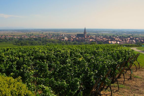 Bergheim vineyards Alsace Domaine Deiss