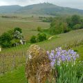 Grand cru vineyards and irises in Alsace
