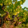 Encruzado A Wine From Portugal You need to try now