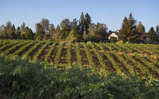 Lava Cap Vineyards, California