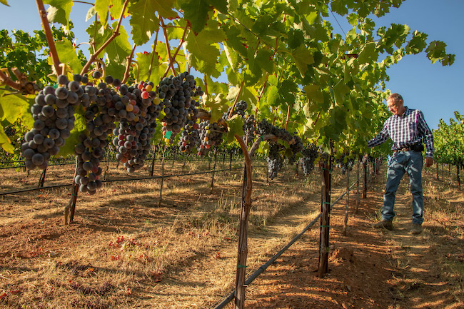 grapes on the vine in El Dorado Wine Country California