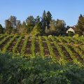 Lava Cap Winerty vineyards