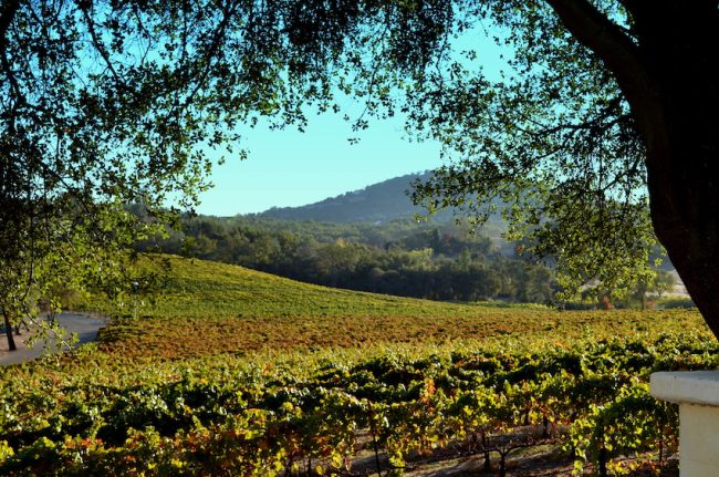 vineyards at David Girard in El Dorado Wine Country