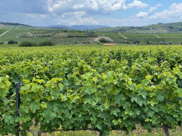 Vineyards at Quinta de Avessada Favaois Douro Valley, Portugal