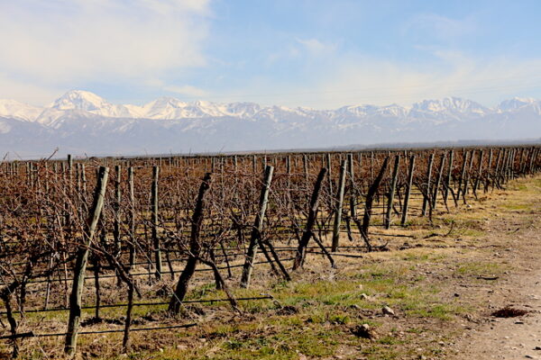 vineyards in winter mountains in background Argentina