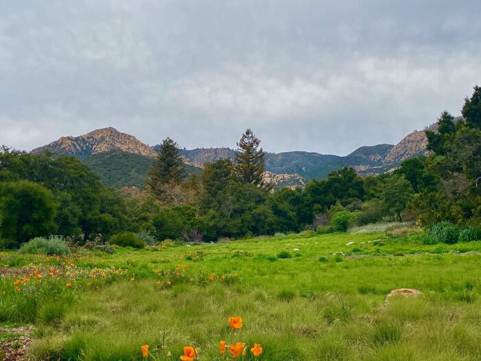 Santa Barbara botanic gardens.Poppies and moutains
