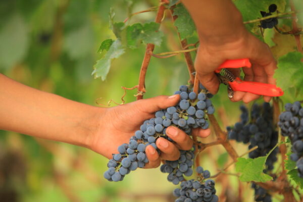 hand picking grapes at Domaine Bousquet Mendoza Argentina