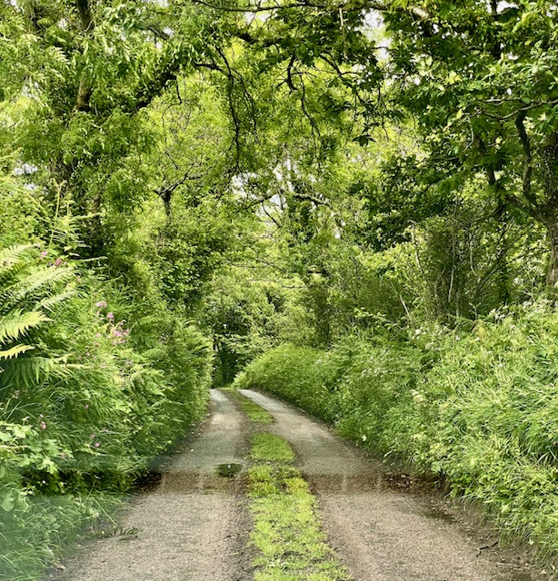 narrow road North Devon