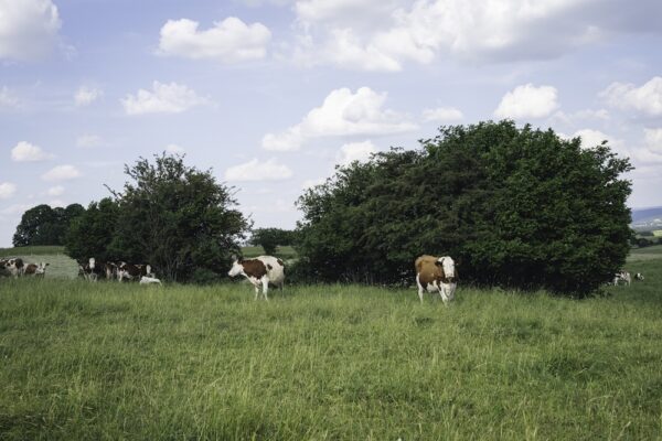 Cows in the Jura France