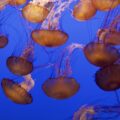 colorful jellyfish at the Monterey Bay Aquarium, California