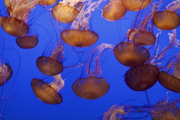 colorful jellyfish at the Monterey Bay Aquarium, California