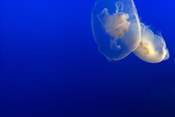 Jellyfish are beautiful and fragile. Why now is the best time to drive California's Highway 1