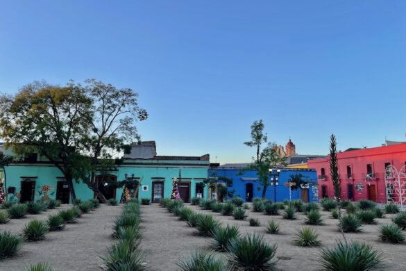 cactus garden near Santo Domingo de Guzman in Oaxaca