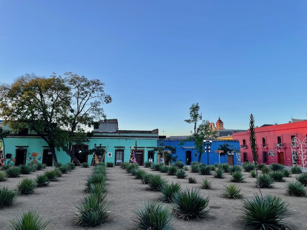 cactus garden near Santo Domingo de Guzman in Oaxaca