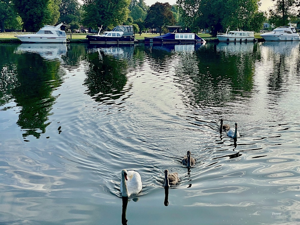 White swans swimming in the River Thames with boats in the background. Hurley, Berkshire