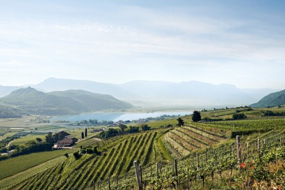High altitude vineyards overlook a clear lake in the mountains of Alto Adige, Italy